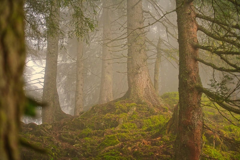 Mystery Forest
